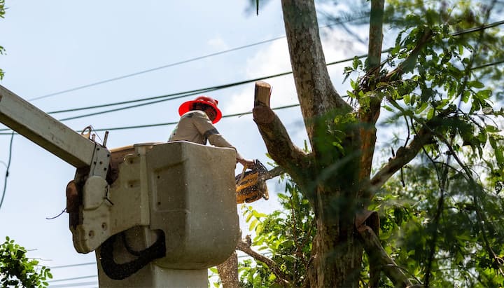 tree-care-and-maintenance-services-min-min in Coon Rapids