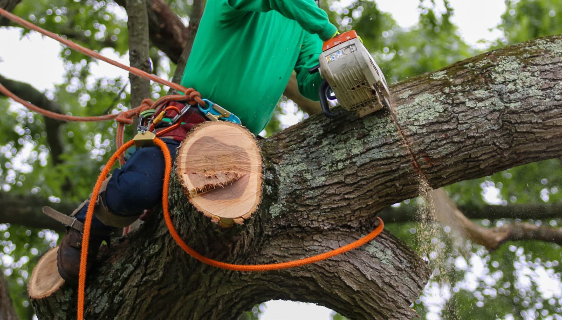 tree-removal-banner-min-min in Coon Rapids