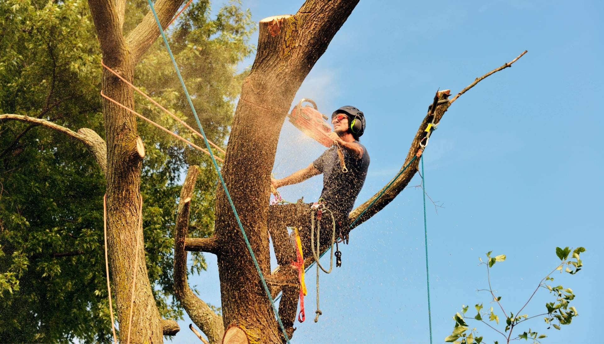 tree-removal-contractors-min-min in Coon Rapids