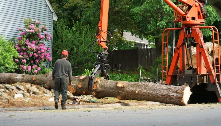 tree-removal-solutions-min-min in Coon Rapids