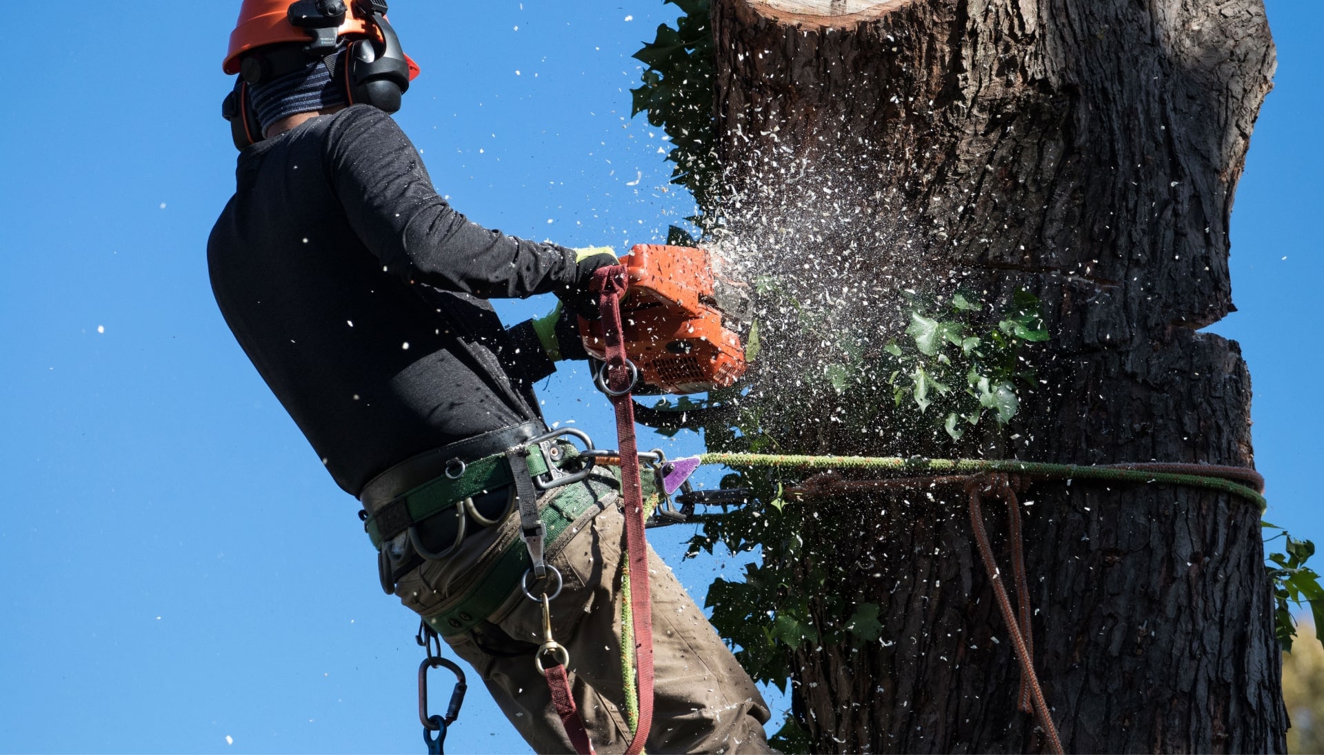 tree-removal-solutions-min-min in Coon Rapids